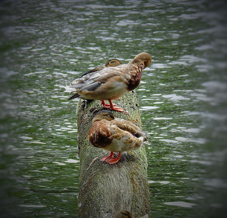 ducks, trunk, water, lake, vertebrate, animal, animal wildlife HD wallpaper