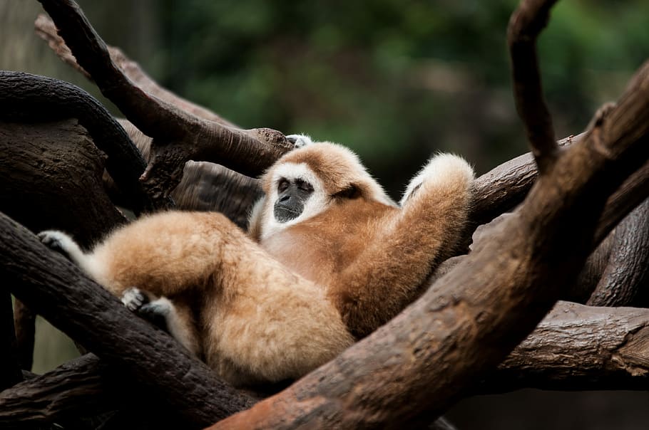 Kick’n Back, monkey lying on brown tree braanch, primate, branch HD wallpaper
