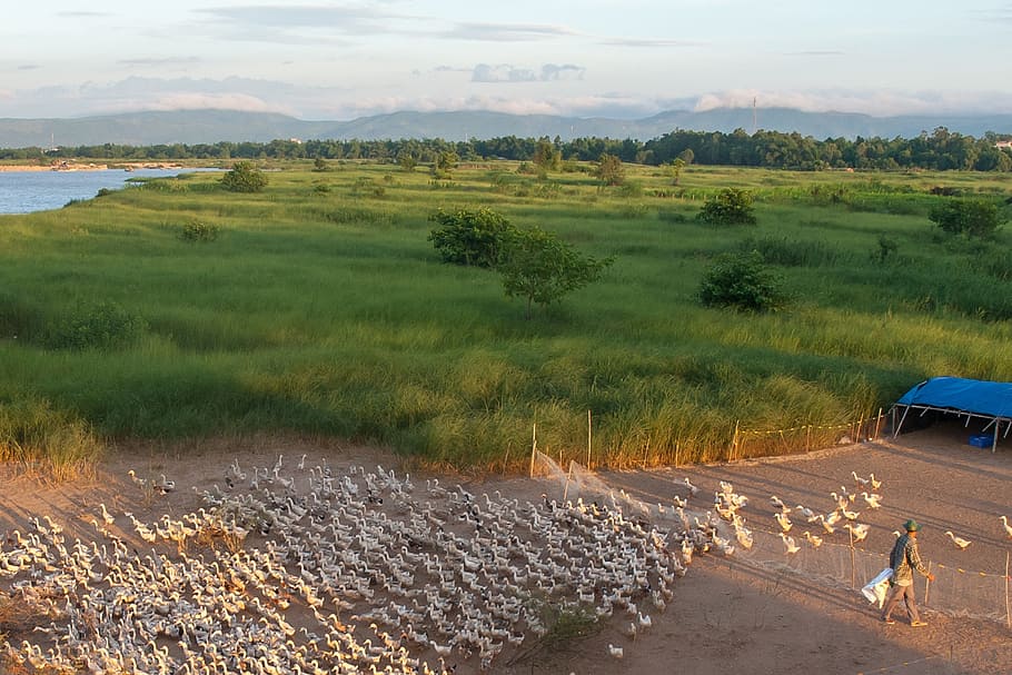 breeding ducks, river that, phu yen, landscape, environment HD wallpaper