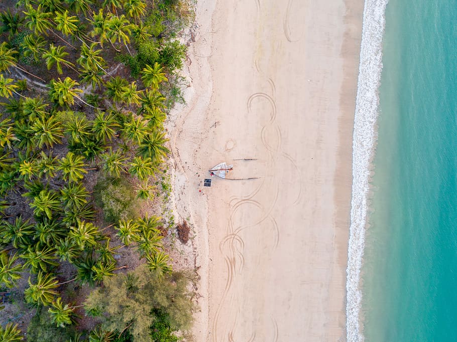 aerial photography of seashore, aerial photo of seashore, tree HD wallpaper