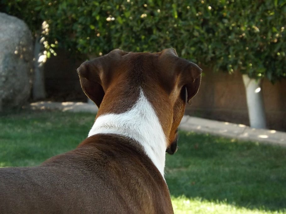 boxer, dog, pet, breed, animal, puppy, purebred, domestic, brown HD wallpaper