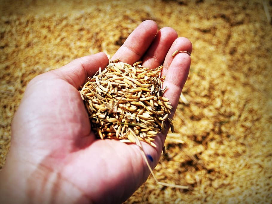 close-up photo of rice grain in left person palm, hand, harvest HD wallpaper