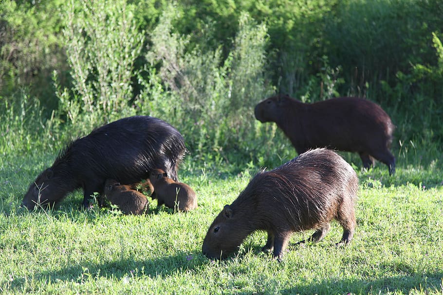 capybara, wild life, animals argentine, nature, wild animals
