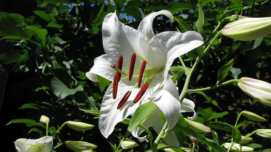 flower, lily, white, bloom, garden, plant, flowering plant HD wallpaper