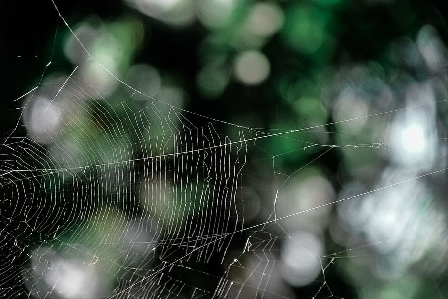 pattern, macro, cobweb, spider's web, spider web, spiderweb, fragility HD wallpaper