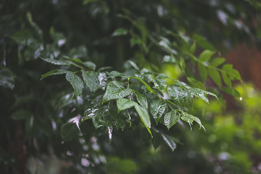 drops, rain, leaves, leaf, green, rainy day, nature, water