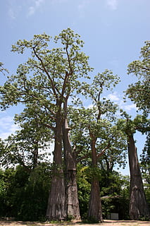 embondeiro, malawi, tree, organic, agriculture, outdoors, environment HD wallpaper