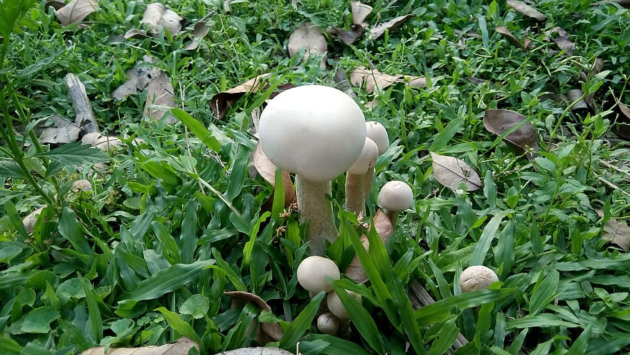 mushroom in the garden, mushrooms, dust mushrooms, vietnam, HD wallpaper
