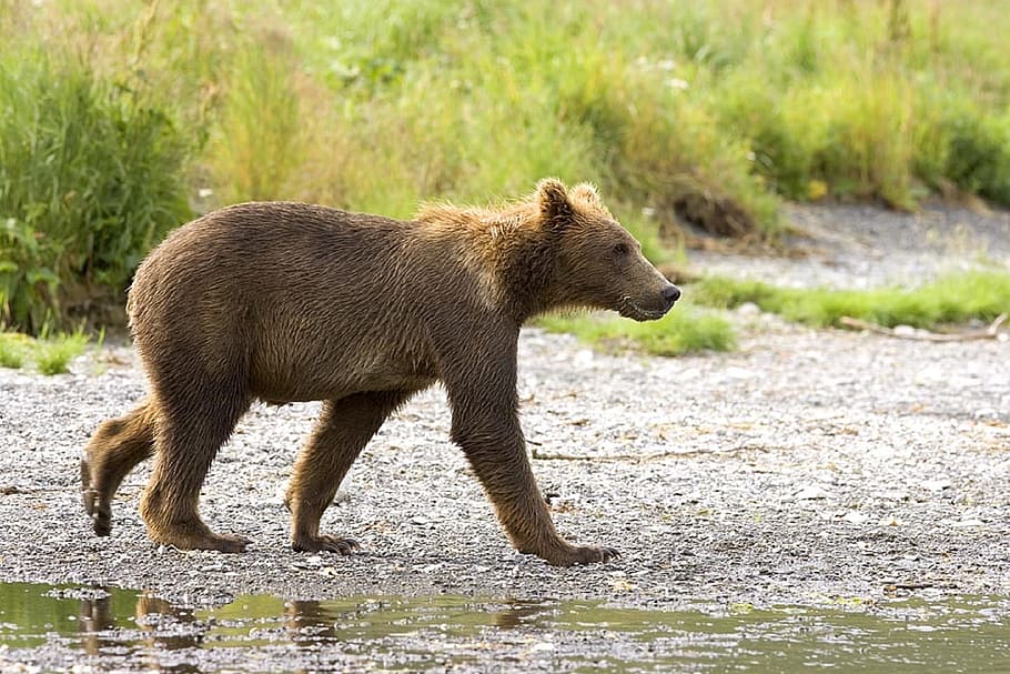brown 4-legged animal on ground, bear, cub, walking, wildlife HD wallpaper