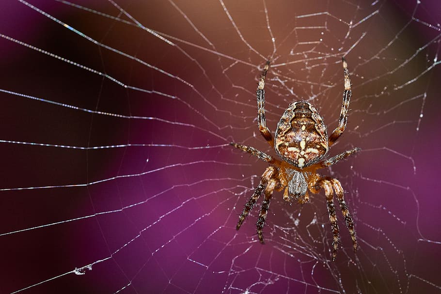 spider, network, hunter, nature, insect, animal, close, flower HD wallpaper