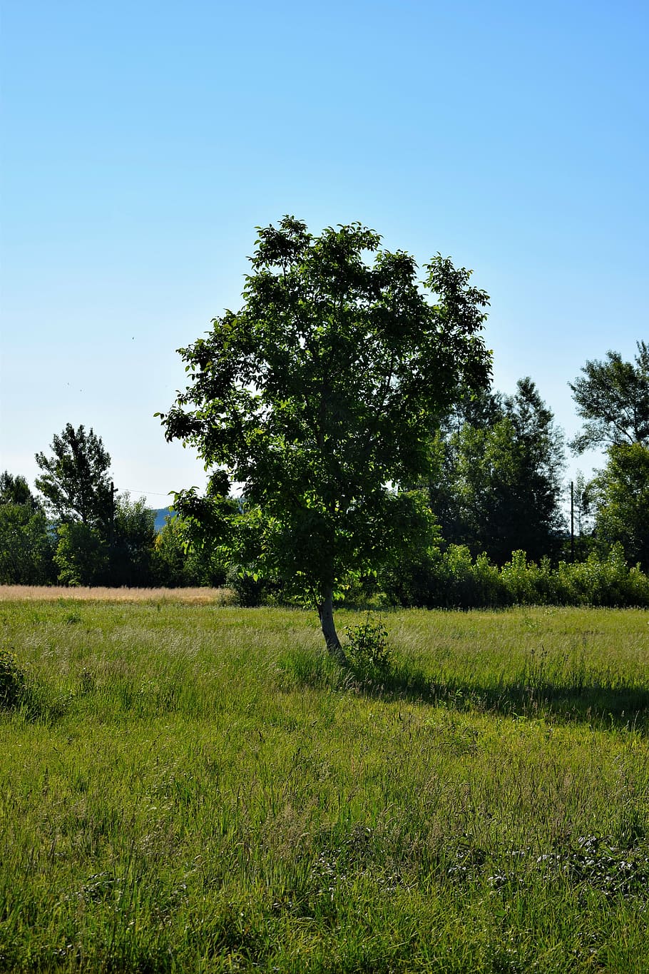 tree, summer, green, respect, nature, landscape, outdoor, plant HD wallpaper