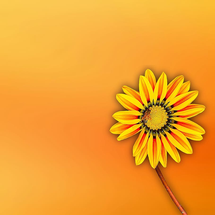 background, flower, yellow, orange, flowering plant, petal HD wallpaper