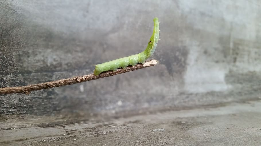 Bug, Insect, Caterpillar, Bedbug, butterfly, butterflies, moths HD wallpaper
