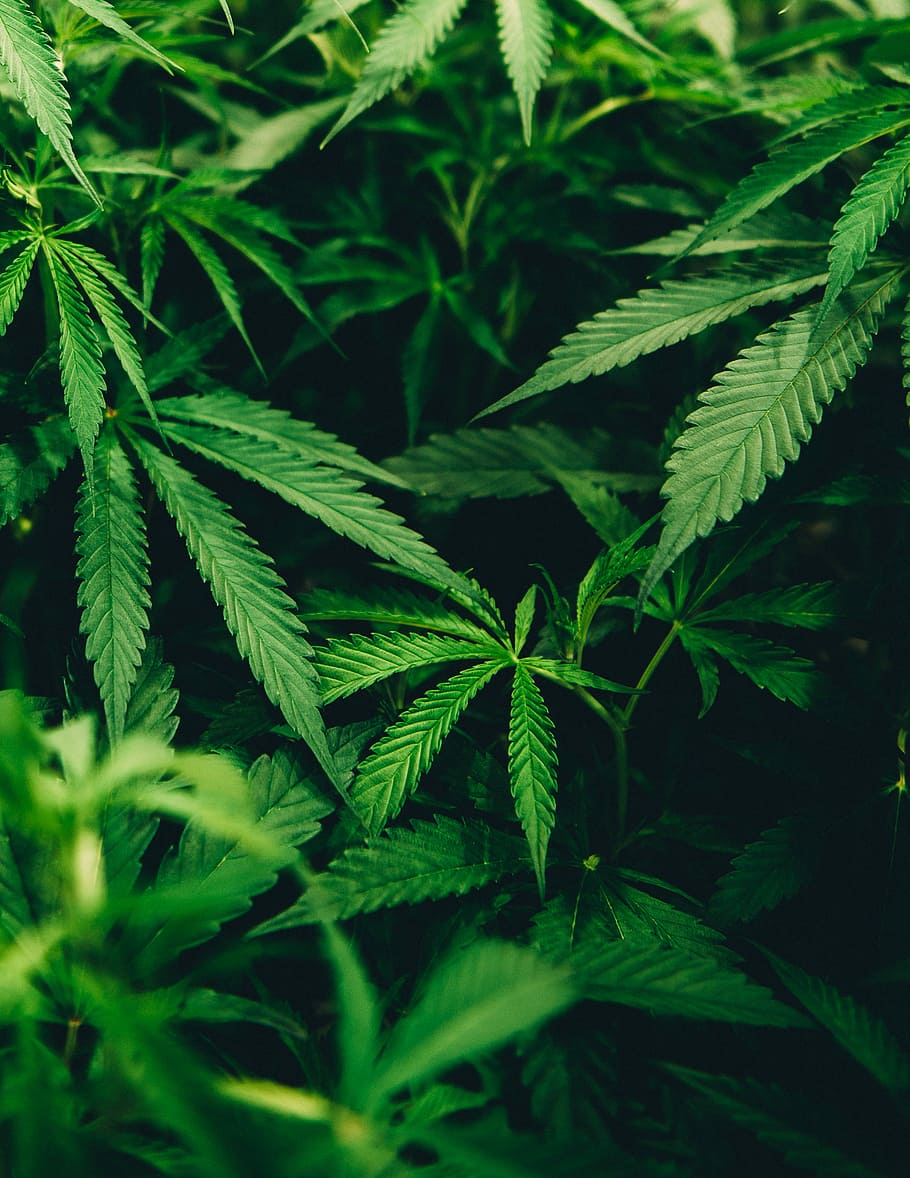 closeup photo of cannabis plant, cannabis plant, green, leaves
