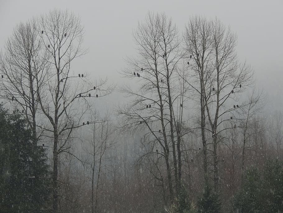Eagles, Trees, Nature, Wild, bare tree, winter, fog, day, outdoors HD wallpaper