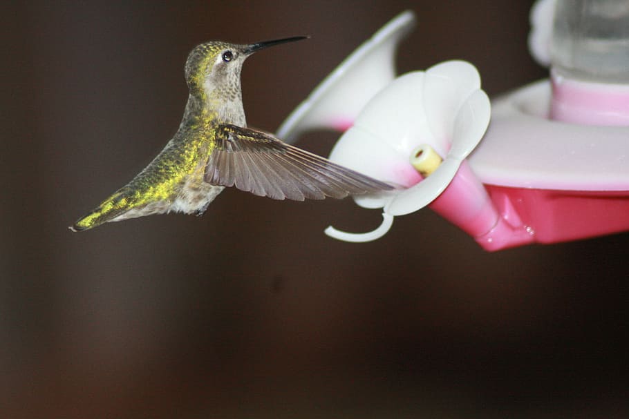 Hummingbird, Feeding, Hovering, ruby-throated, feeder, one animal HD wallpaper