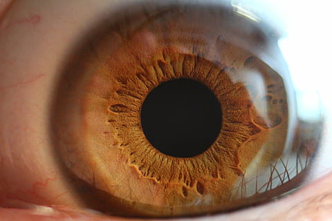 eye, pupil, iris, see, close, brown, eyesight, sensory perception HD wallpaper