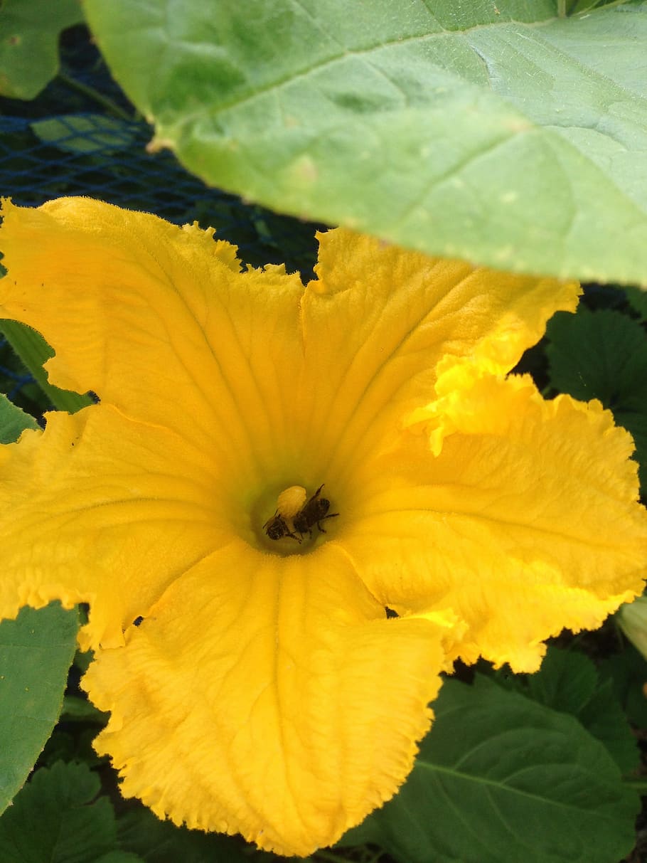 Bees, Pumpkin, Pollen, Blossom, Flower, garden, yellow, plant HD wallpaper