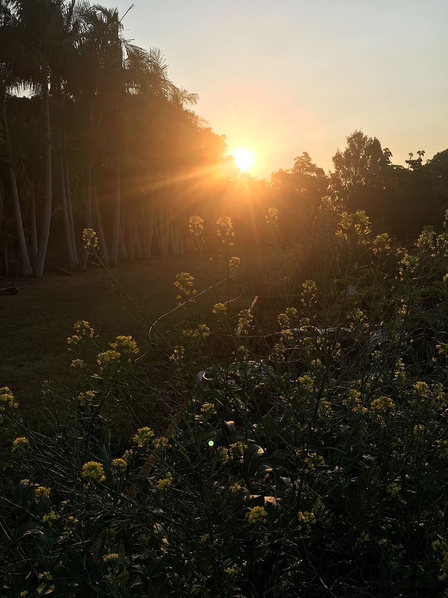 sunset, garden, vegetables, trees, agriculture, nature, organic HD wallpaper