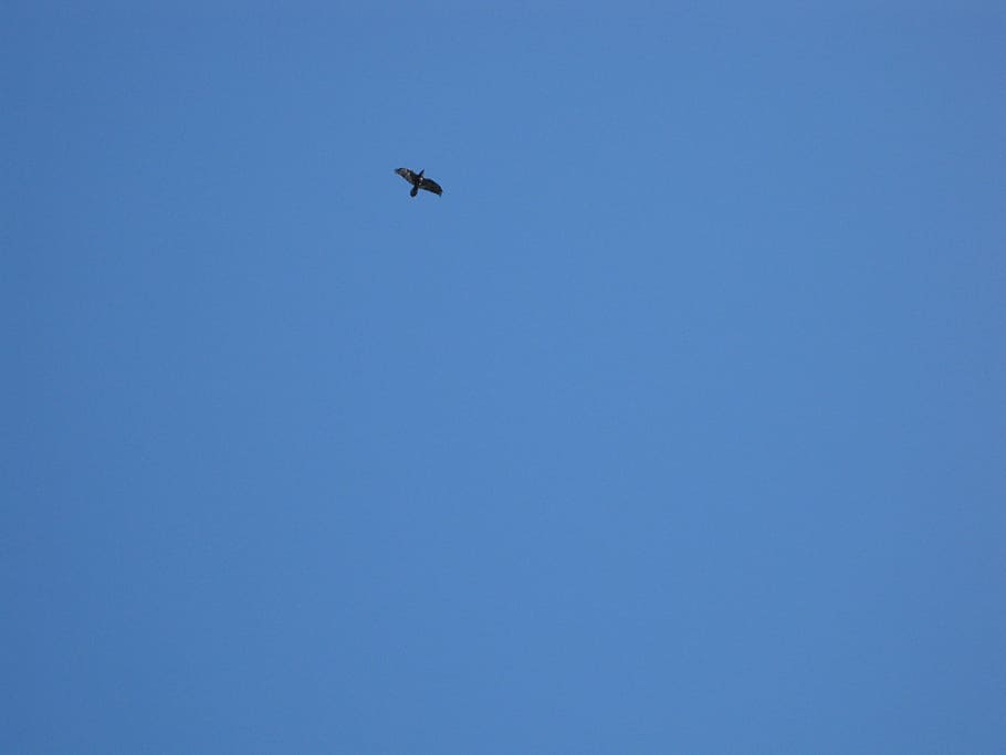 sky, dom, fly, birds, flying, copy space, low angle view, animal themes HD wallpaper