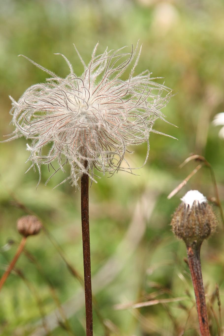 thistle, flower, nature, summer, wild, france, botany, mountain HD wallpaper