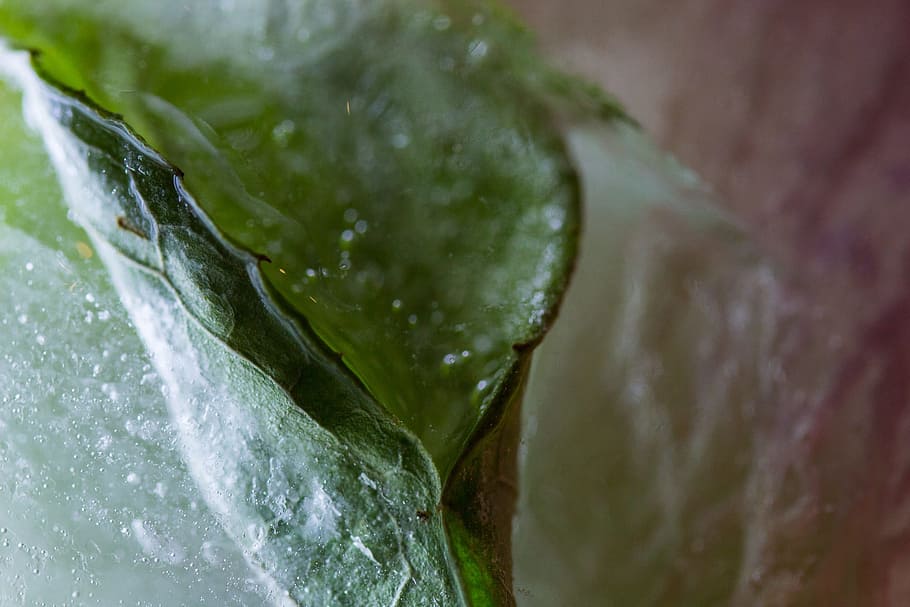 frozen, ice, leaf, winter, cold, iced, eiskristalle, frost HD wallpaper