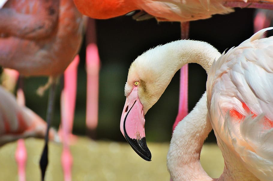 Flamingo, Bird, Pink, Plumage, bill, feather, birds, animal HD wallpaper