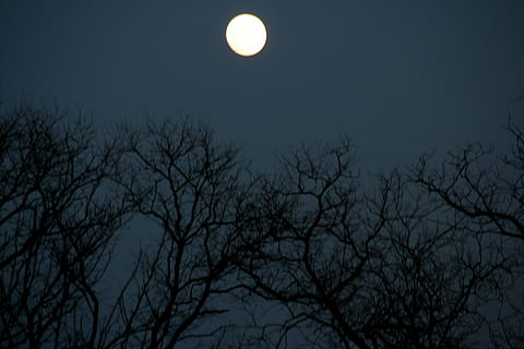 full moon, tree, night, shadows, sky, nature, bare tree, astronomy HD wallpaper