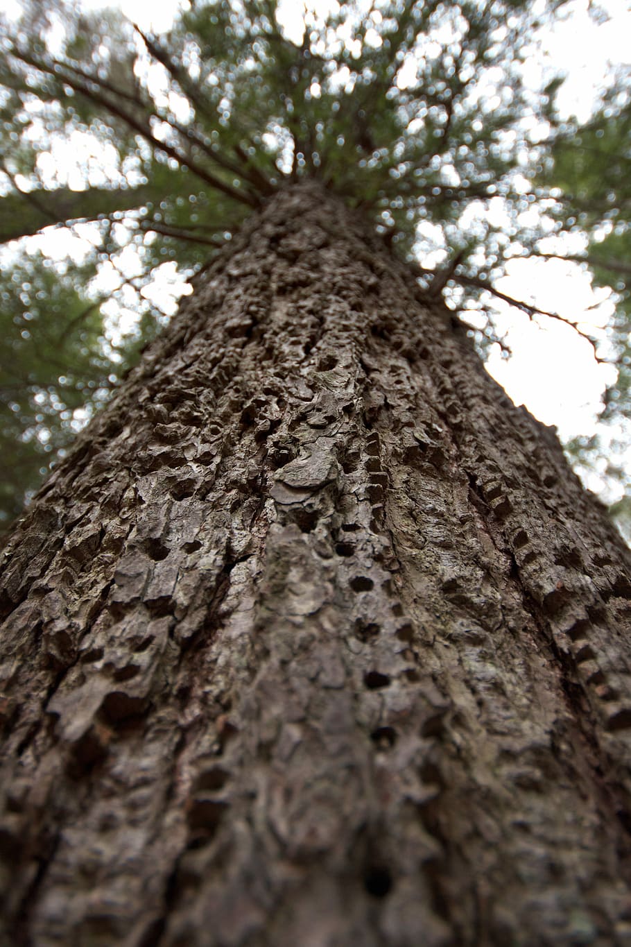 low-angle photography of tree, barks, black, branches, brown HD wallpaper