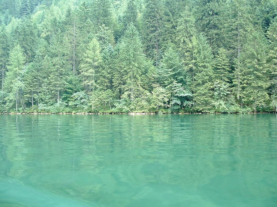 germany, königsee, lake, nature, forest, tree, water, summer HD wallpaper
