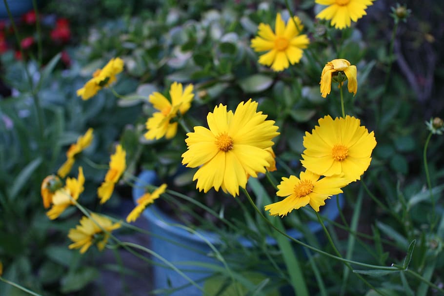 Daisy, Yellow, Garden, flower, plant, growth, nature, petal HD wallpaper