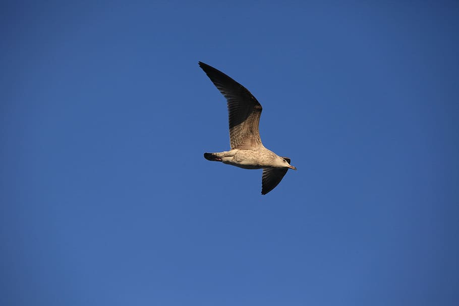seagull, bird, blue sky, flying, nature, wildlife, animal, animal Wing HD wallpaper