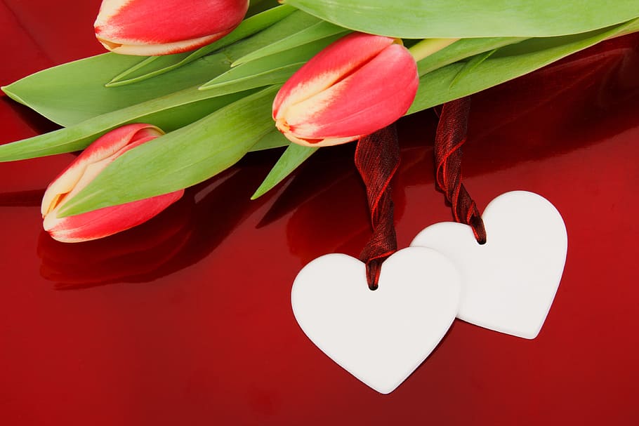 closeup of red tulips and hear cutouts, anniversary, background, HD wallpaper