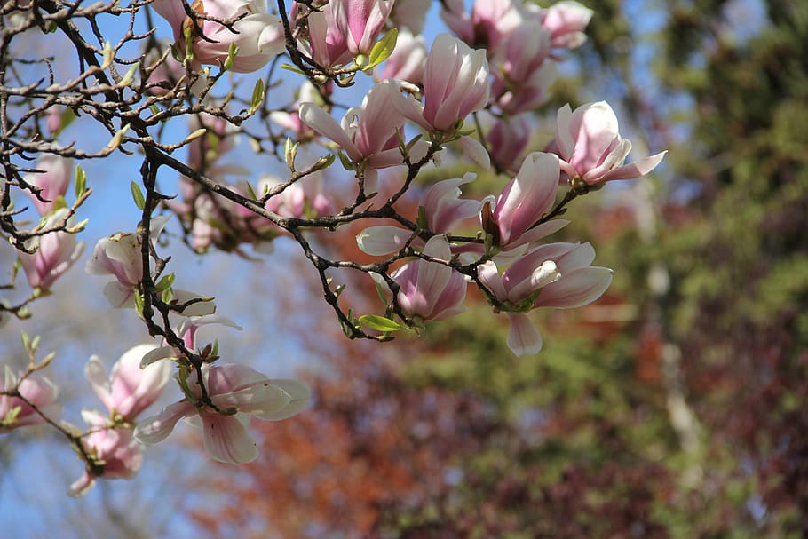 flower, branch, tree, nature, flora, magnolia, garden, cherry blossom HD wallpaper