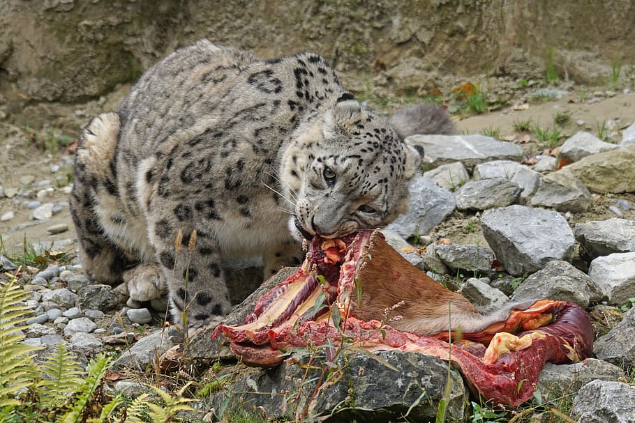 predator, snow leopard, irbis, big cat, food, eat, stains, animal portrait HD wallpaper