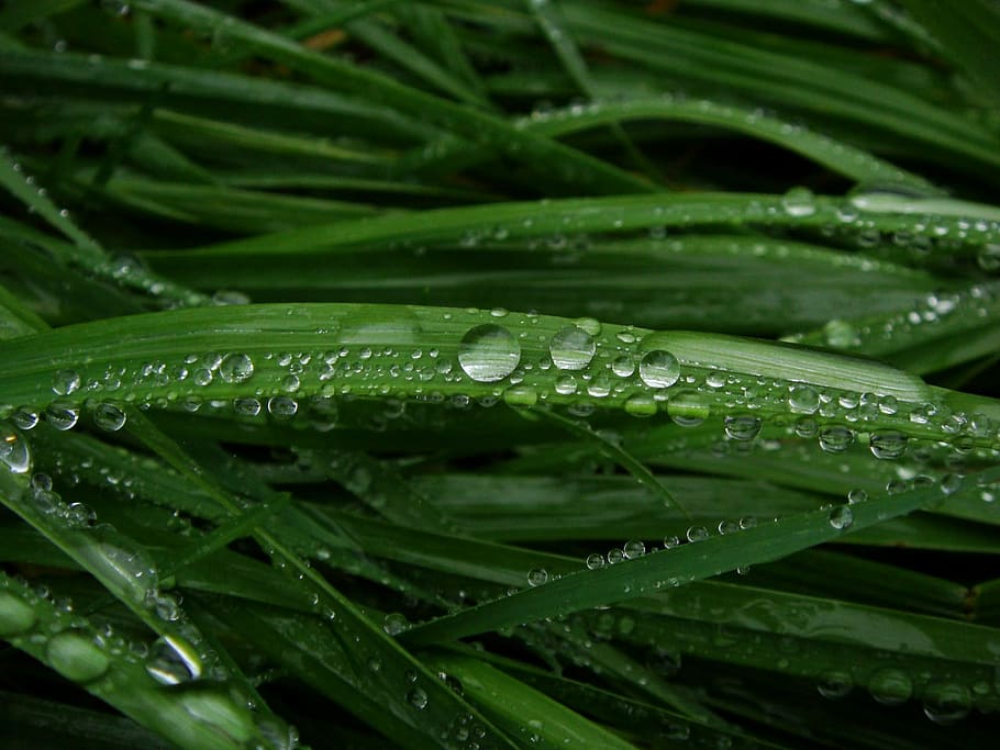 Drop, Grass, Fresh, green, green color, nature, full frame HD wallpaper