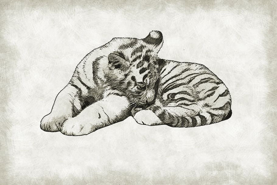 tiger sketch, cub, cute, wild, wildlife, baby, cat, mammal, predator, HD wallpaper