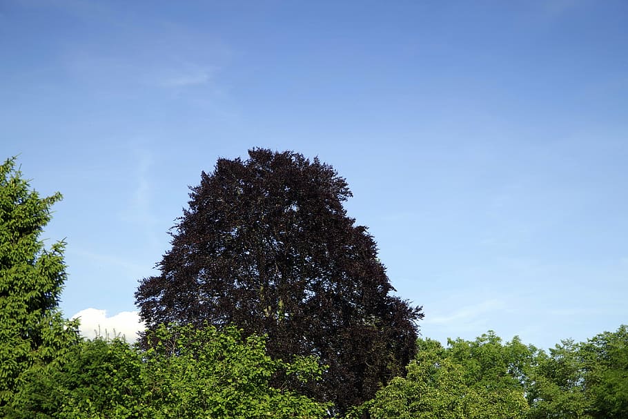 tree, beech, black, foliage, dark, canopy, forest, park, sky HD wallpaper