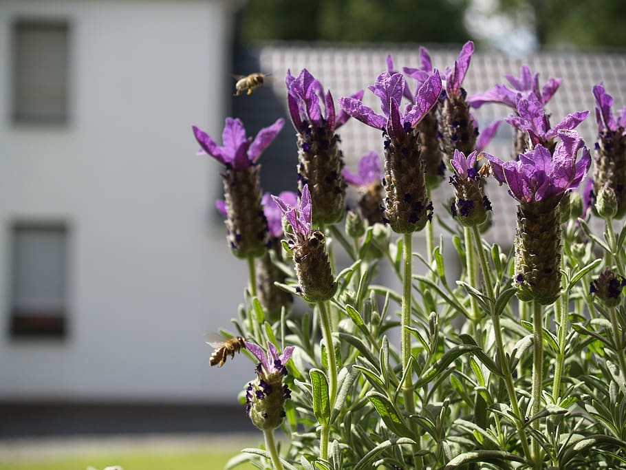 bee, in flight, lavender, flower, flowering plant, vulnerability HD wallpaper
