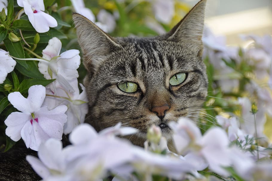 grey cat near white flowers, spring, feline, domestic animals HD wallpaper