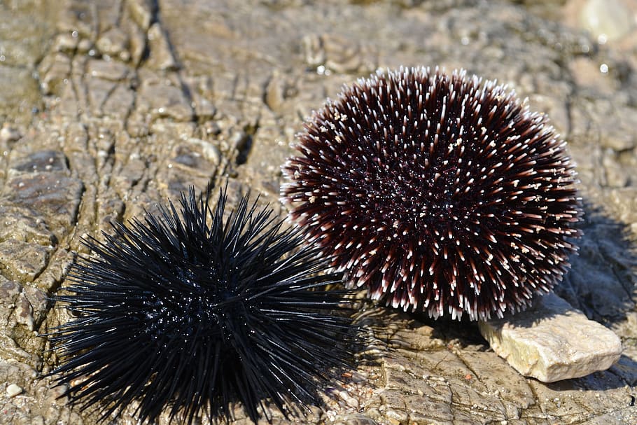 sea lizard, sea urchin, animal themes, animal wildlife, spiked HD wallpaper
