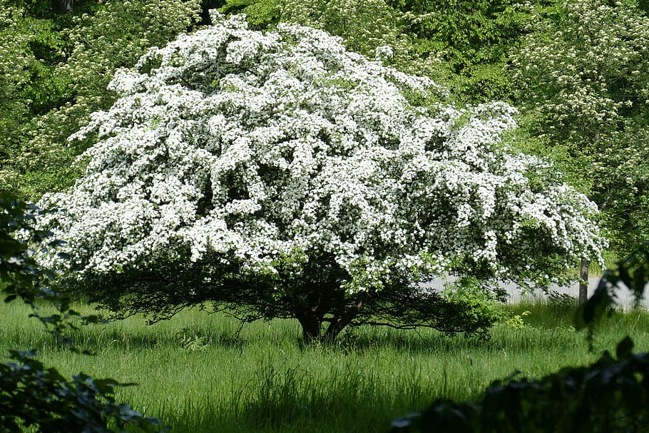 Fruit Tree, Forest, Nature, blossom, bloom, meadow, grass, outdoors HD wallpaper