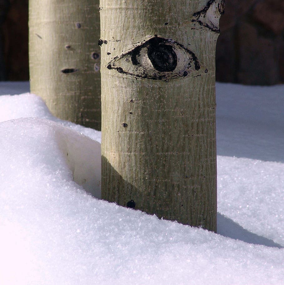 aspen, tree, eye, winter, snow, forest, scenic, foliage, wilderness HD wallpaper
