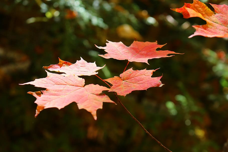 maple, leaf, maple leaf, forest, tree, cottage, crystal lake HD wallpaper