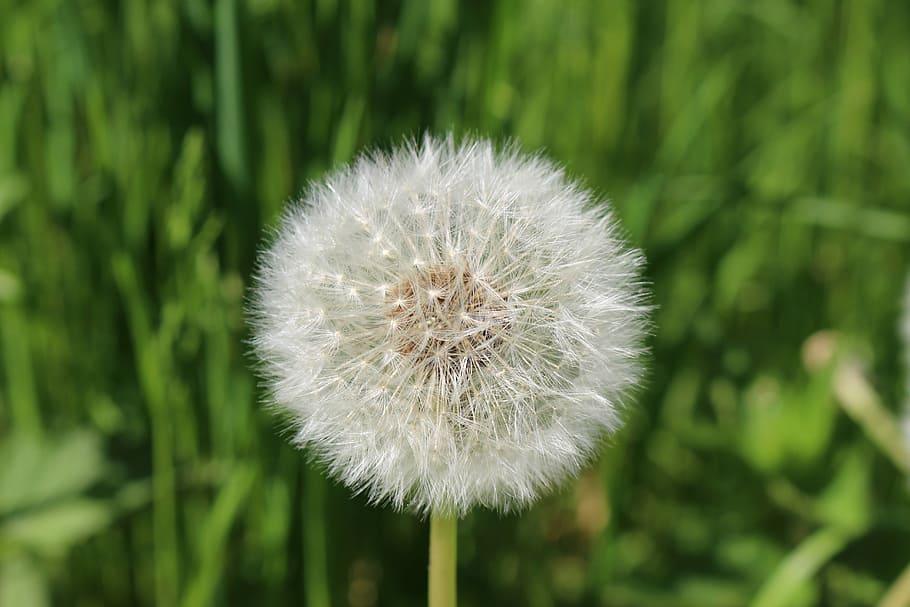 dandelion, spring, white, natural, nature, summer, flora, grass HD wallpaper