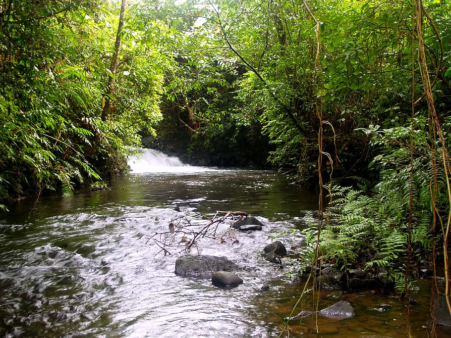 green leafed trees, river, stream, jungle, forest, rock, natural HD wallpaper