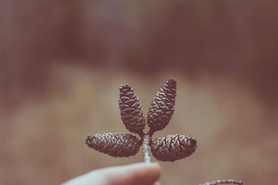 four pine cones, person holding pinecone, macro, forest, close-up HD wallpaper