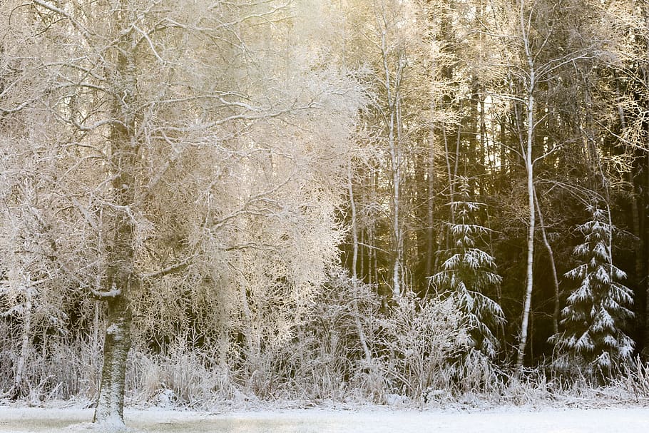 winter landscape, cold, snow, cold temperature, plant, tree HD wallpaper
