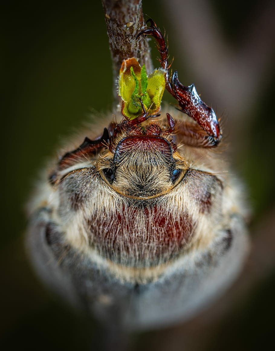 insect, macro, beetle, animal themes, close-up, invertebrate HD wallpaper