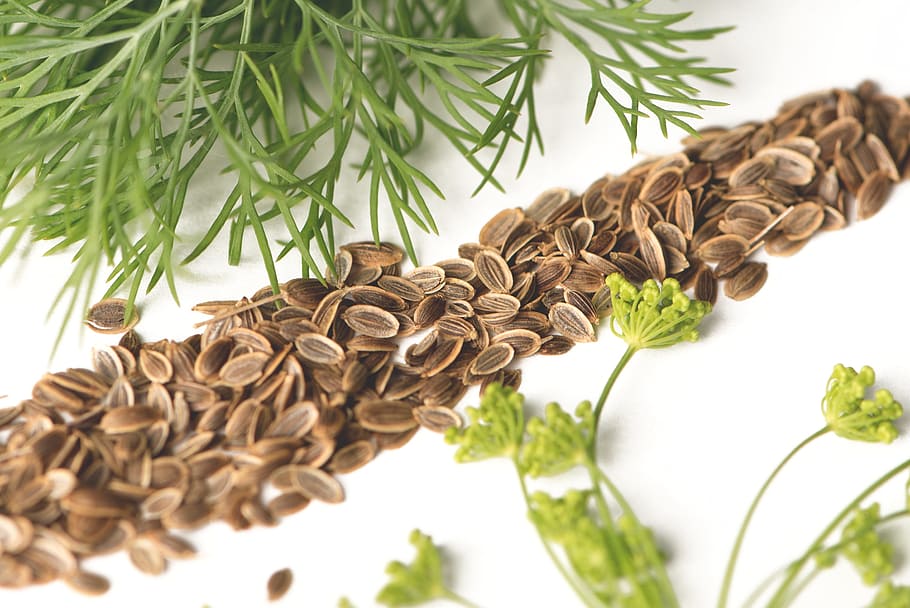dill, kapormag, dill flower, spice, plant, food, herb, green HD wallpaper